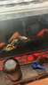 純種臺灣蝴蝶鯉魚好養(yǎng)耐活淡水冷水觀賞魚金魚錦鯉大尾大鰭活體 臺灣貴妃白12-15厘米1條 曬單實(shí)拍圖