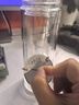 述作雙層玻璃杯茶杯男士泡茶杯透明水晶級(jí)杯子隔熱女商務(wù)便攜高檔水杯 論道大杯380ML 曬單實(shí)拍圖