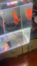 觀賞魚活物熱帶魚發(fā)財魚起頭中大型魚活體寵物魚 6-8cm血鸚鵡顏色隨機 曬單實拍圖