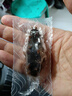 棒棰島大連生鮮有機(jī)冷凍海參800g孕婦滋補(bǔ)底播遼刺參非即食海鮮水產(chǎn)禮盒 【熱賣月補(bǔ)款】25-29只禮盒裝 曬單實(shí)拍圖