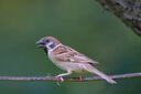 索尼（SONY）FE 400-800mm F6.3-8 G OSS 全畫幅超遠攝變焦G鏡頭 (SEL400800G) 曬單實拍圖