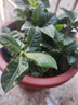 綠有意 綠植花卉辦公室客廳桌面盆栽擺件簡約創(chuàng)意網(wǎng)紅北歐綠植ins云朵盆 梔子花+甜甜圈PET樹脂盆+托盤+肥料 北歐風(fēng)格網(wǎng)紅綠植 曬單實拍圖