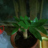 ?【包活】發(fā)財(cái)樹盆栽鮮花綠植物辦公室內(nèi)吸甲醛綠蘿文竹水培易養(yǎng) 【粗2-3cm】單桿發(fā)財(cái)樹【原盆】 曬單實(shí)拍圖