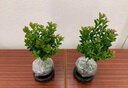 八芽 小葉赤楠盆景擺件室內綠植花卉盆栽老樁客廳辦公室桌面好養(yǎng)植物 （【熱銷款】舍得紫砂盆赤楠+苔蘚+底座） 曬單實拍圖