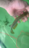 老牌漁場紅龍魚銀龍魚金龍魚或觀賞魚魚苗 一條魚苗【盲盒發(fā)貨】 曬單實拍圖