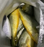 鴻順【冰鮮】黃花魚4條4斤 生鮮魚類 寧德大黃魚 地標(biāo)產(chǎn)品 源頭直發(fā) 曬單實(shí)拍圖