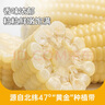 北緯47° 白甜糯玉米4.4斤(220g*10根 ) 東北鮮黏玉米棒真空包裝 早餐苞米 曬單實(shí)拍圖