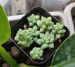 【玉墜多肉】植物懶人好養(yǎng)陽臺(tái)辦公室內(nèi)桌面可愛多肉精品新款綠植 玉墜7-10顆【栽好發(fā)貨】 曬單實(shí)拍圖