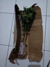 茉莉花苗盆栽帶花苞九里香老樁花卉植物室內(nèi)濃香四季開花好養(yǎng) 大份茉莉花【4-6顆】花苞飽滿 曬單實(shí)拍圖