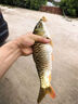 六魚(yú)雙層卸水魚(yú)護501 便攜加厚涂膠網(wǎng)兜布防掛速干防臭野釣黑坑裝魚(yú)袋 30cm 2m 排水更快/方形+魚(yú)護包 曬單實(shí)拍圖