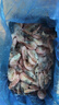 ?；蕿掣窳晏m頭籽北極甜蝦北極熊腹籽刺身特大號(hào)冰蝦元寶蝦籽蝦 3斤(凈重)  金標(biāo)黃腹籽90/120規(guī)格 曬單實(shí)拍圖