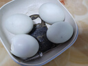 五芳齋 鴨蛋紅心流油早餐搭檔開袋即食獨立真空包裝 60g*12枚 720g 曬單實拍圖