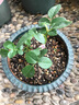 嘆為觀(guān)止大花月季玫瑰花苗帶花苞花卉觀(guān)花綠植物室內陽(yáng)臺盆栽薔薇四季開(kāi)花 黃玫瑰 原育苗盆原土栽好發(fā)貨 不含盆 曬單實(shí)拍圖