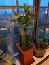 耀強蟹爪蘭多色精品嫁接蟹爪蓮苗綠植盆栽辦公植物室內陽(yáng)臺花卉 深紫色 嫁接沙倫宋花架 不含盆 曬單實(shí)拍圖
