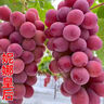 妮娜皇后葡萄生鮮水果現摘現發(fā)提子禮箱【S級15g+】紅酒香+花香 12~15gs級果王級 1斤顆粒裝 曬單實(shí)拍圖