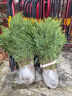 曼杉園 側柏樹(shù)苗 扁柏樹(shù)松柏庭院綠化葉綠化苗木陵園墓地礦荒山造林 60-70公分左右5顆 不含盆 曬單實(shí)拍圖