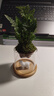 八芽趣味鮮活苔蘚微型景觀創(chuàng)意室內(nèi)桌面生態(tài)綠植盆栽盆景懶人好養(yǎng)植物 觀山狼尾蕨-小白熊-含竹底托 帶玻璃杯 曬單實拍圖
