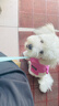 MIKI PAD狗狗衣服小型犬夏季薄款衣服戶外馬甲春秋透氣泰迪比熊可牽引 玫紅馬甲 S胸圍30cm（參考體重1-4斤） 曬單實(shí)拍圖