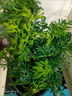 蕓香草臭草植物賊仔草盆栽室外陽臺菜園四季花苗臭艾驅(qū)蚊驅(qū)蛇食用 蕓香草小顆 不帶盆 曬單實(shí)拍圖