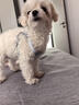 puppytie狗狗背心式牽引繩時(shí)尚寵物戶(hù)外遛狗繩中小型犬寵物胸背帶 夢(mèng)幻藍-套裝(胸背+牽引繩) XS碼-建議4-10斤 曬單實(shí)拍圖