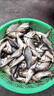 鮮丹蚯蚓紅蟲顆粒餌料鄧剛魚餌釣魚餌料蚯蚓鮮丹顆粒全魚種野釣 【紅腥香】買一贈一 曬單實拍圖