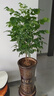 幸福樹客廳大盆栽室內好養(yǎng)花卉盆景綠植辦公室四季常青植物 幸福樹70-90厘米【原土原盆】 曬單實拍圖