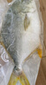 翔泰 海南大規格金鯧魚(yú)550g1條 海魚(yú) 生鮮魚(yú)類(lèi) 火鍋 海鮮水產(chǎn) 中秋 曬單實(shí)拍圖