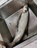 迎科日本進(jìn)口正品德國沉水釣魚(yú)線(xiàn)超柔軟主線(xiàn)海桿拋竿高端品牌臺釣子線(xiàn) 220米沉水線(xiàn)【德國進(jìn)口】 6號 曬單實(shí)拍圖