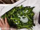 【送沙拉醬】新鮮冰草冰菜沙拉菜火鍋即食生吃生菜送沙拉醬西餐廳 新鮮冰草4斤 曬單實拍圖