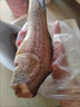 無頭魚深海鱈魚去頭去內臟鱈魚塊明太魚寶寶輔食海水魚鱈魚狹魚 【400克左右/條】 去頭去內臟鱈魚【五斤裝】 曬單實拍圖