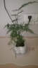 綠有意綠植盆栽辦公室桌面好養(yǎng)花卉綠植凈化空氣簡約創(chuàng)意網(wǎng)紅綠植花卉 文竹+奶油泡泡云朵盆+托盤+肥 北歐綠植奶油泡泡云朵盆 曬單實(shí)拍圖