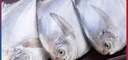 野生海捕銀鯧魚5條/斤新鮮冷凍批發(fā)海鮮水產(chǎn)白鯧魚一箱海魚扁平魚 野生海捕銀鯧魚500g/袋*2（10條） 曬單實(shí)拍圖