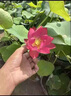 小潔巴適荷花種根苗盆栽水養觀(guān)賞荷花種藕苗碗蓮花種籽子水培植物室內好養 精選荷花苗【粉葵花】4株裝/下單送水溶肥 不含盆 曬單實(shí)拍圖