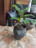 臨雅藍花楹盆栽大型樹苗辦公室內(nèi)客廳綠植桌面好養(yǎng)植物盆景源頭直發(fā) 曬單實拍圖