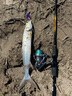 達億瓦（DAIWA）新款 EXCELER LT 小型泛用紡車輪 輕量遠投魚線輪漁輪 2500（標準型號） 曬單實拍圖