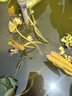 臨雅黑美人睡蓮水培植物帶花苞根塊魚缸水養(yǎng)荷花蓮花盆栽四季花卉開花 【夢幻粉】帶花原土睡蓮1盆 曬單實拍圖
