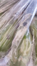小博農(nóng)場廣西小米蕉 芭蕉 新鮮水果 小香蕉 當(dāng)季應(yīng)季水果 青色香蕉 需催熟 凈重4.5-5斤【手工精選果】 曬單實拍圖