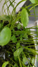 銅錢草水培盆栽室內(nèi)室外花卉金錢草綠植吸綠植花草植物 銅錢草+靜字陶瓷盆 曬單實(shí)拍圖