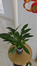 綠有意一帆風(fēng)順白掌盆栽室內(nèi)綠植紅掌花卉水培植物四季易活吸除甲醛好養(yǎng) A級白掌（灰色繁星吸水盆） 曬單實拍圖