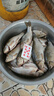 子線雙鉤綁好魚(yú)鉤魚(yú)線套裝金袖金海夕伊豆伊勢(shì)尼成品漁具用品 金海夕有刺3號(hào)+子線0.8號(hào) 到手10付 曬單實(shí)拍圖
