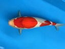 觀賞魚錦鯉純種冷水好養(yǎng)易養(yǎng)大正紅白錦鯉風水魚包活高端血統(tǒng)錦鯉 紅白錦鯉 10cm-20cm 曬單實拍圖