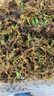劉閣蘭花養蘭需備蘭花專(zhuān)用苔蘚 美觀(guān)綠化水苔 花卉盆栽需備綠水草出售 綠色苔蘚 曬單實(shí)拍圖