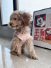 MIKI PAD狗狗衣服春夏季薄款包護肚衣絕育服術(shù)后防舔貓咪衣服透氣防掉毛 背心護肚衣-粉色#可做絕育服 M 胸圍40背長(cháng)30（建議7-9斤） 曬單實(shí)拍圖