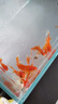 金晶超白魚缸客廳桌面小魚缸玻璃草缸龜缸懶人家用生態(tài)造景水族箱 長60CM寬30CM高35CM（厚度6MM） 金晶超白魚缸裸缸 曬單實(shí)拍圖