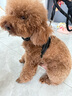 阿拉丁神獸狗繩牽引繩狗狗胸背帶背心式狗鏈遛狗大型犬拉布拉多邊牧金毛小狗 防爆沖胸背帶+牽狗繩【黑色】 S碼【建議8-20斤】 曬單實拍圖