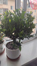 蝴蝶之舞 四季梔子花綠植盆栽濃香型濃香花卉獨(dú)桿小葉梔子花帶花苞好養(yǎng)活 小葉獨(dú)桿梔子花中盆 不含盆 曬單實(shí)拍圖