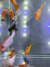 京悠雨小魚飼料專用魚食小顆粒上浮微粒孔雀斗魚斑馬魚糧觀賞小型熱帶魚 【0.4mm上浮微?！?60ml 曬單實(shí)拍圖