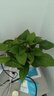 綠蘿除甲醛室內進(jìn)化空氣水培植物客廳懶人辦公室防輻射新房必備 【6盆】冠幅15cm綠蘿+早安吸水盆 曬單實(shí)拍圖