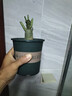 沙漠玫瑰盆栽重瓣花卉庭院植物耐旱室內四季陽臺盆景懶人好養(yǎng)綠植 沙漠玫瑰【紅富貴】3年老樁+加侖盆 曬單實拍圖