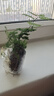 文竹盆栽綠植花卉盆景植物室內客廳水培文松云竹文竹大苗四季常青 文竹【1顆】原盆原土球發(fā)貨 高度15-25cm 曬單實(shí)拍圖